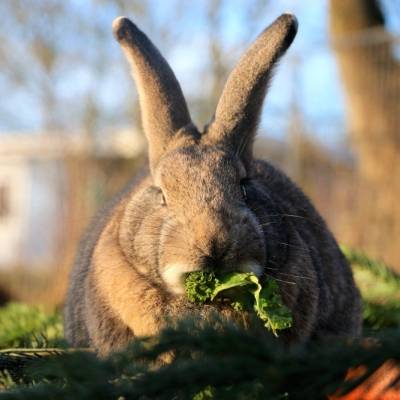Gerettetes Kaninchen, Frau Dr. Hasenbein, im Land der Tiere, dem Gnadenhof/Lebenshof zwischen Hamburg und Berlin