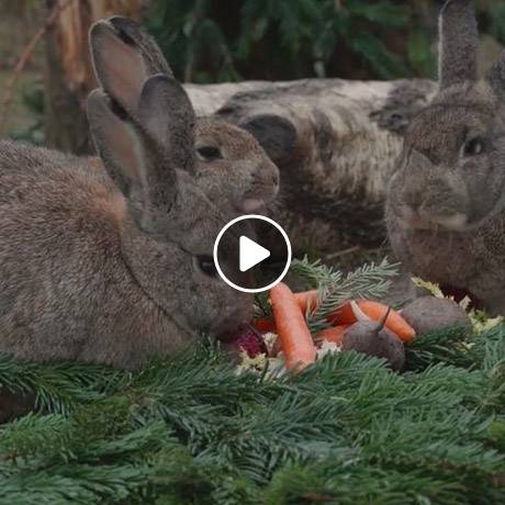 Familie Dr. Hasenbein und Freunde im Land der Tiere, dem veganen Tierschutzzentrum zwischen Hamburg, Berlin und Lüneburg