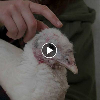 Pute Alexx im Land der Tiere, dem Gnadenhof/Lebenshof zwischen Hamburg und Berlin