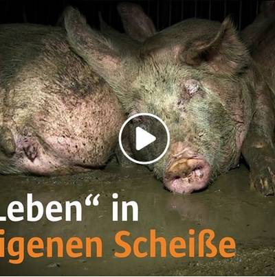 ARIWA-Recherche: Schweine über Monate zentimetertief im eigenen Kot – Veterinäramt schreitet nicht ein