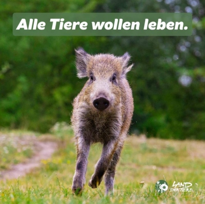 Wildschwein Pippa im Land der Tiere, dem veganen Tierschutzzentrum zwischen Hamburg, Berlin und Lüneburg