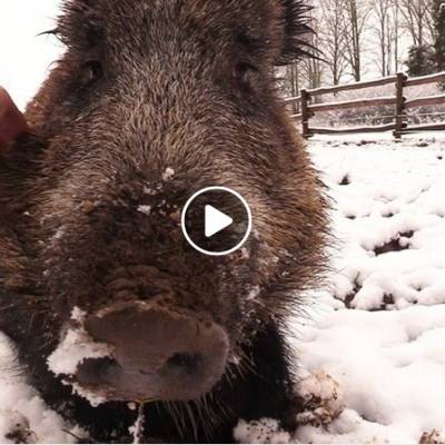 Wildschwein Pippa im Land der Tiere, dem veganen Tierschutzzentrum zwischen Hamburg, Berlin und Lüneburg