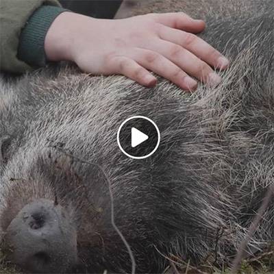 Verschmuste Wildschweine Pippa & Resi im Land der Tiere, dem Gnadenhof/Lebenshof zwischen Hamburg und Berlin