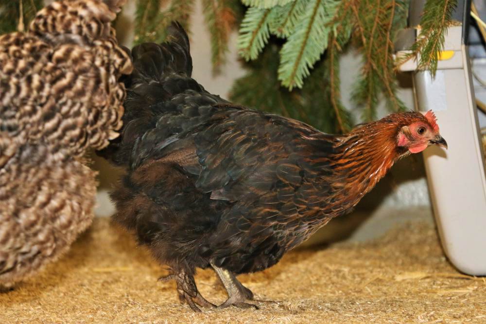 Gerettetes Huhn Sprotte im Land der Tiere, dem veganen Tierschutzzentrum zwischen Hamburg, Berlin und Lüneburg