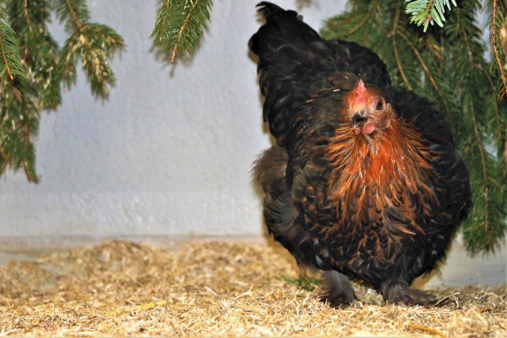 Gerettetes Huhn Sprotte im Land der Tiere, dem veganen Tierschutzzentrum zwischen Hamburg, Berlin und Lüneburg