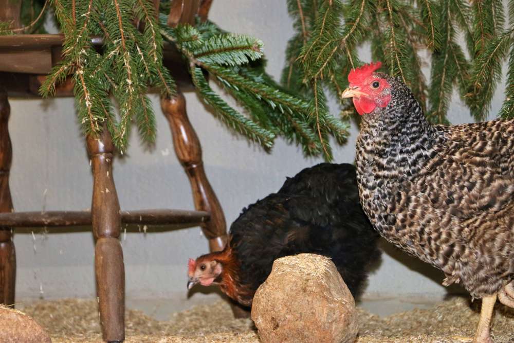 Die geretteten Hühner Sprotte & Wilma im Land der Tiere, dem veganen Tierschutzzentrum zwischen Hamburg, Berlin und Lüneburg