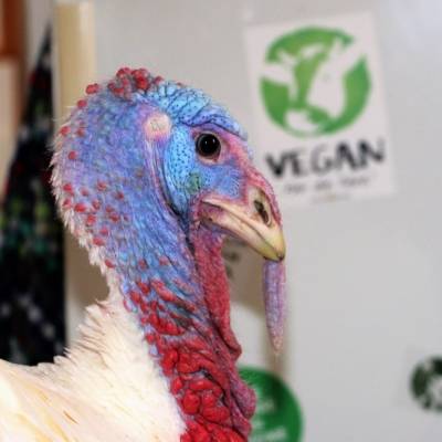 Puter Claudius im Land der Tiere, dem veganen Tierschutzzentrum zwischen Hamburg, Berlin und Lüneburg