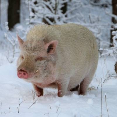 Minischwein Eddie im Schnee im Land der Tiere, dem veganen Tierschutzzentrum zwischen Hamburg, Berlin und Lüneburg