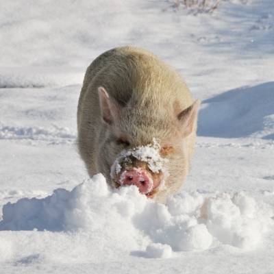 Minischwein Eddie im Schnee im Land der Tiere, dem veganen Tierschutzzentrum zwischen Hamburg, Berlin und Lüneburg