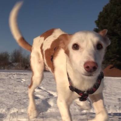 Hund Filippi im Land der Tiere, dem veganen Tierschutzzentrum zwischen Hamburg, Berlin und Lüneburg