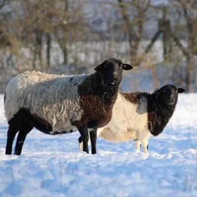 Die Schafe Momo & Baku im Land der Tiere, dem veganen Tierschutzzentrum zwischen Hamburg, Berlin und Lüneburg