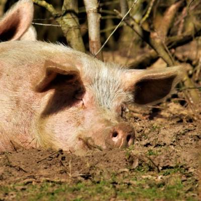 Die Schweine Lulu & Anni im Land der Tiere, dem veganen Tierschutzzentrum zwischen Hamburg, Berlin und Lüneburg