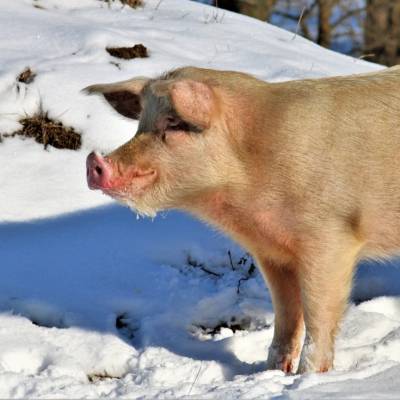 Felix, Helge & Knut im Schnee im Land der Tiere, dem veganen Tierschutzzentrum zwischen Hamburg, Berlin und Lüneburg