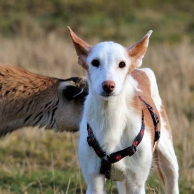 Schaf Pimpinella & Hund Filippi im Land der Tiere, dem veganen Tierschutzzentrum zwischen Hamburg, Berlin und Lüneburg