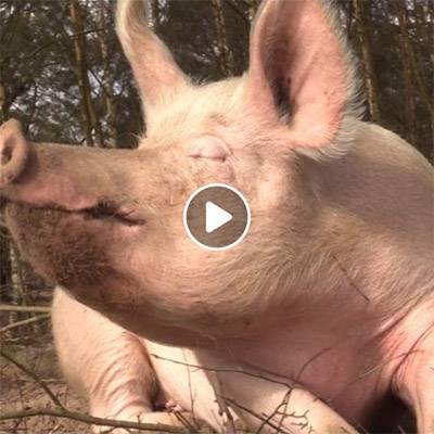 Im Schweineland: Sonnenschein, eine bequeme Sandkuhle und süße Träume