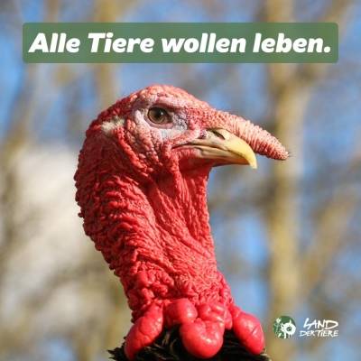 Puter Sputnik im Land der Tiere, dem veganen Tierschutzzentrum zwischen Hamburg, Berlin und Lüneburg