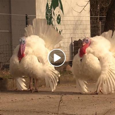 Die geretteten Puter Bibo & Claudius im Land der Tiere, dem veganen Tierschutzzentrum zwischen Hamburg, Berlin und Lüneburg