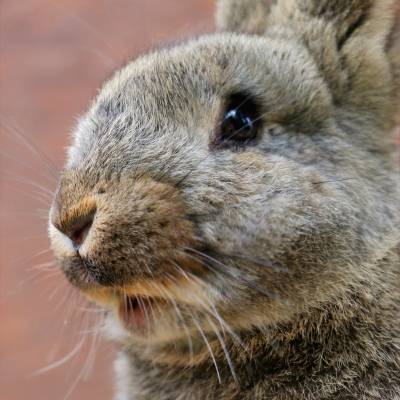 Kaninchen Karotti im Land der Tiere, dem veganen Tierschutzzentrum zwischen Hamburg, Berlin und Lüneburg