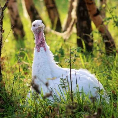 Pute Anna im Land der Tiere, dem veganen Tierschutzzentrum zwischen Hamburg, Berlin und Lüneburg