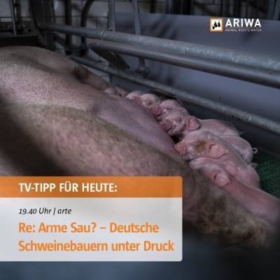 Dokumentation bei Arte: "Re: Arme Sau?Deutsche Schweinebauern unter Druck"