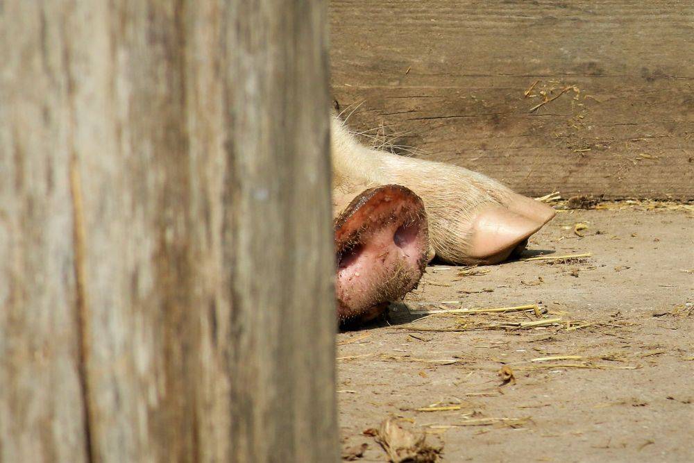 Schwein Felix im Land der Tiere, dem veganen Tierschutzzentrum zwischen Hamburg, Berlin und Lüneburg