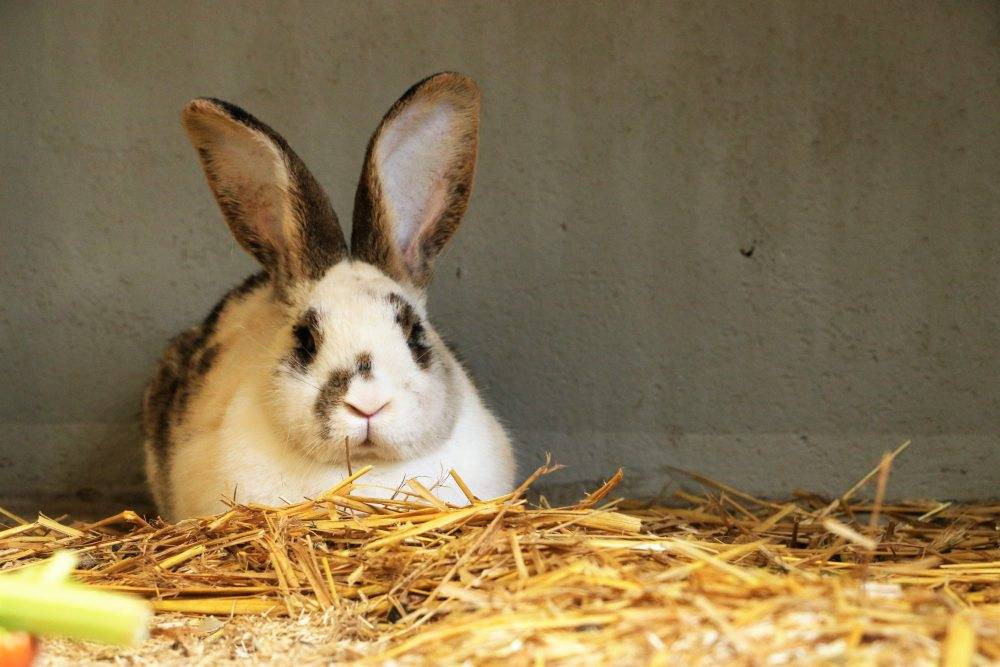 Kaninchen Frau Ostermann im Land der Tiere, dem veganen Tierschutzzentrum zwischen Hamburg, Berlin und Lüneburg