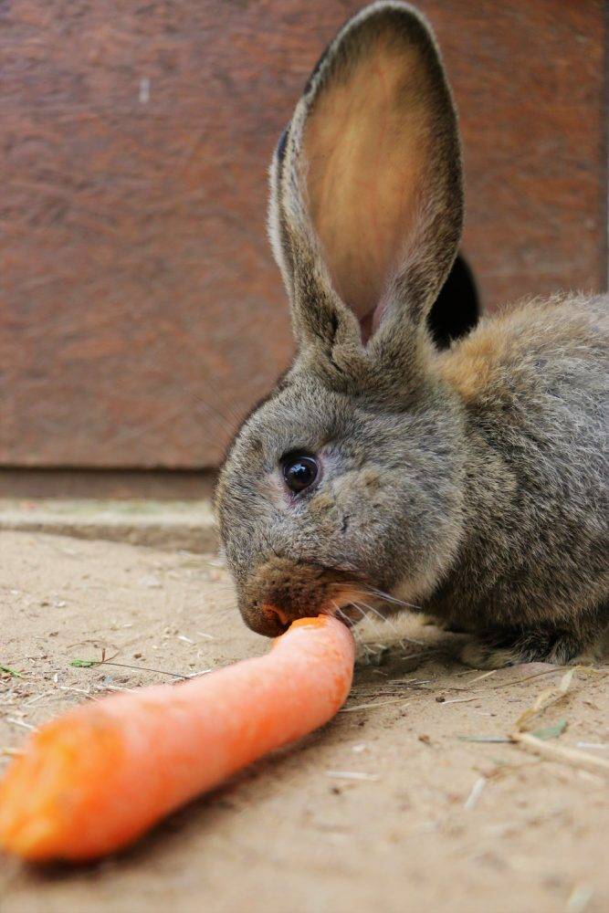 Kaninchen Karotti im Land der Tiere, dem veganen Tierschutzzentrum zwischen Hamburg, Berlin und Lüneburg