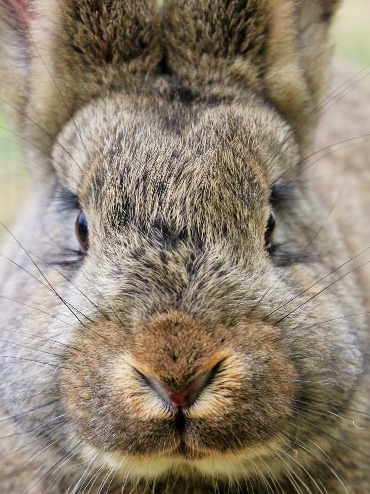 Kaninchen Karotti im Land der Tiere, dem veganen Tierschutzzentrum zwischen Hamburg, Berlin und Lüneburg
