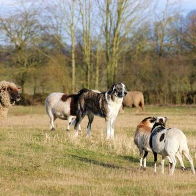 Hündin Muli und die Schafe Juli, Baku, Sina, Kalle, Maja, Trudi und Marzipan im Land der Tiere, dem veganen Tierschutzzentrum zwischen Hamburg, Berlin und Lüneburg