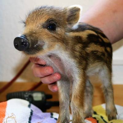 Wildschwein Pippa im Land der Tiere, dem veganen Tierschutzzentrum zwischen Hamburg, Berlin und Lüneburg