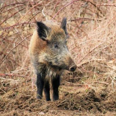 Wildschwein Pippa im Land der Tiere, dem veganen Tierschutzzentrum zwischen Hamburg, Berlin und Lüneburg