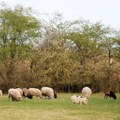 Minischwein Lili und die Schafe im Land der Tiere, dem veganen Tierschutzzentrum zwischen Hamburg, Berlin und Lüneburg