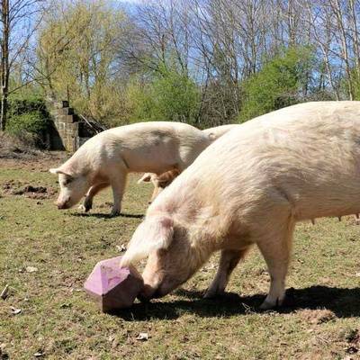 Die Schweine im Schweineland im Land der Tiere, dem veganen Tierschutzzentrum zwischen Hamburg, Berlin und Lüneburg
