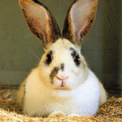 Kaninchen Frau Ostermann im Land der Tiere, dem veganen Tierschutzzentrum zwischen Hamburg, Berlin und Lüneburg