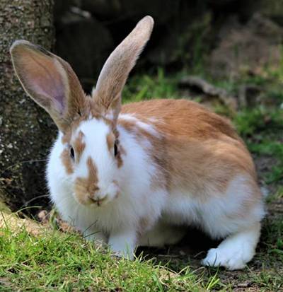 Kaninchen Herr Lili im Land der Tiere, dem veganen Tierschutzzentrum zwischen Hamburg, Berlin und Lüneburg