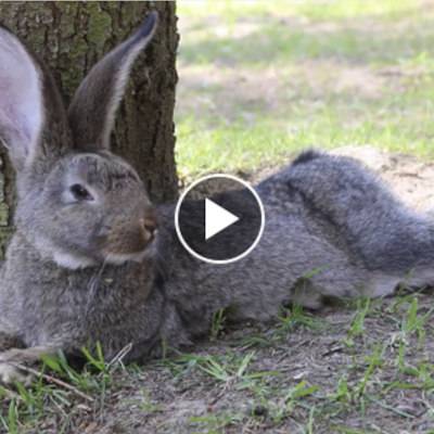 Die Kaninchen Karotti & Herr Lili im Land der Tiere, dem veganen Tierschutzzentrum zwischen Hamburg, Berlin und Lüneburg