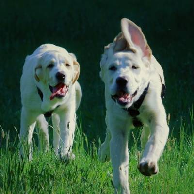 Die Hündinnen Lola & Carla Carla, Hündin im Land der Tiere, dem veganen Tierschutzzentrum zwischen Hamburg, Berlin und Lüneburg