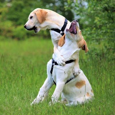 Die Hündinnen Lola & Carla Carla, Hündin im Land der Tiere, dem veganen Tierschutzzentrum zwischen Hamburg, Berlin und Lüneburg