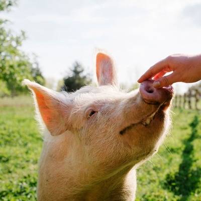 Anni bei den Öffnungszeiten im Land der Tiere, dem veganen Lebenshof zwischen Hamburg, Lüneburg und Berlin