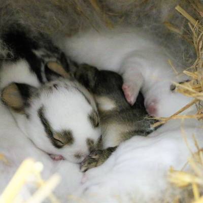 Die Ostermann-Babys im Land der Tiere, dem veganen Tierschutzzentrum zwischen Hamburg, Berlin und Lüneburg