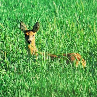 Rehe zu Besuch vor dem Land der Tiere, dem veganen Tierschutzzentrum zwischen Hamburg, Berlin und Lüneburg