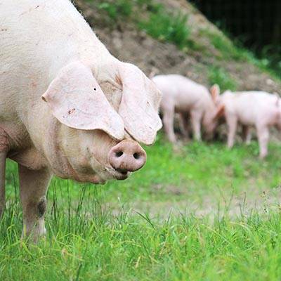 Schwein Hanna und ihre Ferkel