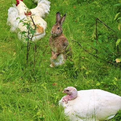 Pute Emily, Kaninchen Familie Dr. Hasenbein und die Hähne Wiesengrüns im Land der Tiere, dem veganen Tierschutzzentrum zwischen Hamburg, Berlin und Lüneburg