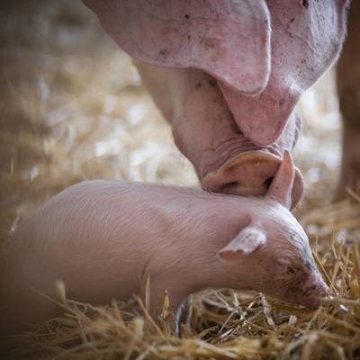 Schwein Hanna und ihre Ferkel im Land der Tiere, dem veganen Tierschutzzentrum zwischen Hamburg, Berlin und Lüneburg