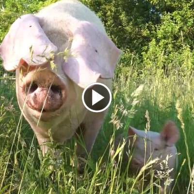 Schwein Hanna und ihre Ferkel im Land der Tiere, dem veganen Tierschutzzentrum zwischen Hamburg, Berlin und Lüneburg