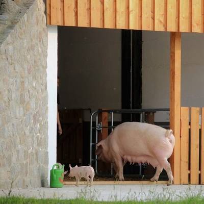 Schwein Hanna mit ihren Ferkeln Hein, Willi & Pia im Land der Tiere, dem veganen Tierschutzzentrum zwischen Hamburg, Berlin und Lüneburg