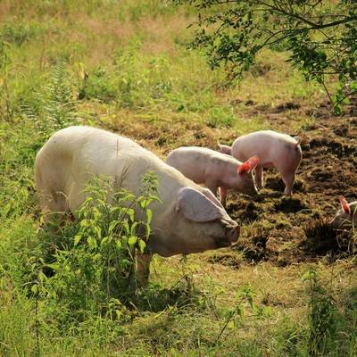 Schwein Hanna und ihre Ferkel im Land der Tiere, dem veganen Tierschutzzentrum zwischen Hamburg, Berlin und Lüneburg