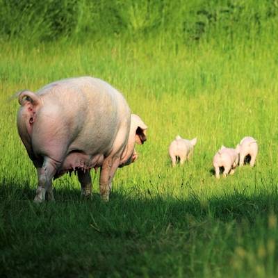 Schwein Hanna mit ihren Ferkeln Hein, Willi & Pia im Land der Tiere, dem veganen Tierschutzzentrum zwischen Hamburg, Berlin und Lüneburg