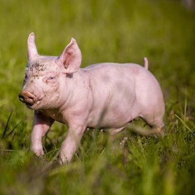 Ferkel Hein im Land der Tiere, dem veganen Tierschutzzentrum zwischen Hamburg, Berlin und Lüneburg