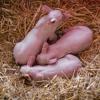 Die Ferkel Pia, Hein und Willi im Land der Tiere, dem veganen Tierschutzzentrum zwischen Hamburg, Berlin und Lüneburg